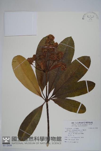 黑板樹藏品圖，第1張