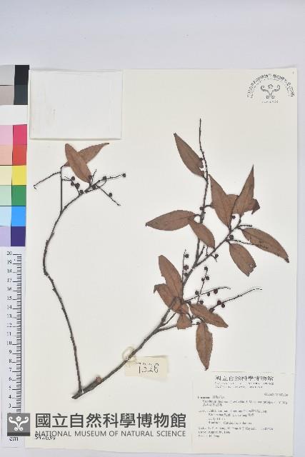 柔毛雲南越橘藏品圖，第1張