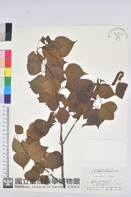 烏臼藏品圖，第1張