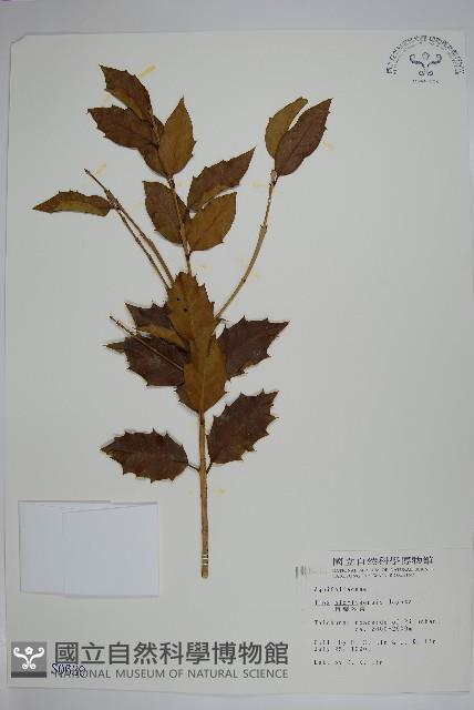 苗栗冬青藏品圖，第1張