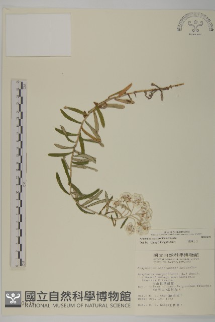 玉山抱莖籟簫藏品圖，第1張