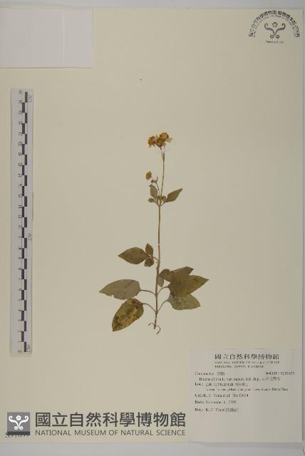 大花咸豐草藏品圖，第1張