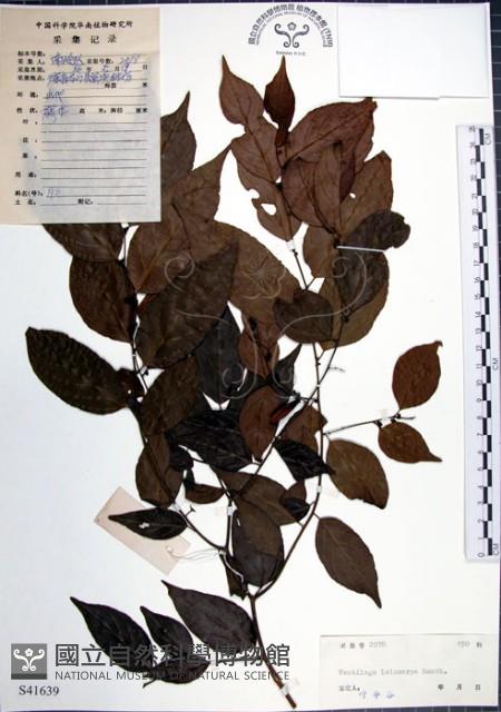 光果翼核木藏品圖，第1張