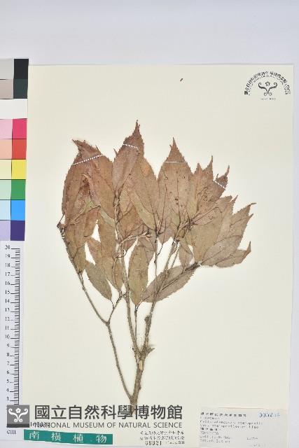 狹葉椆藏品圖，第1張