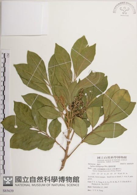 蘭嶼樹蘭藏品圖，第1張