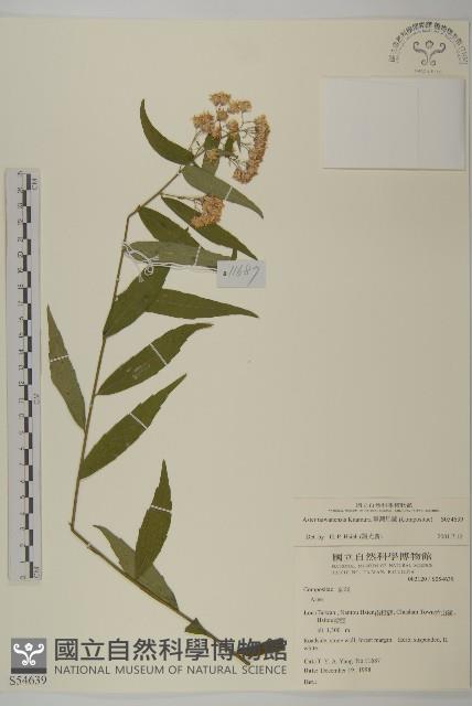 臺灣馬蘭藏品圖，第1張