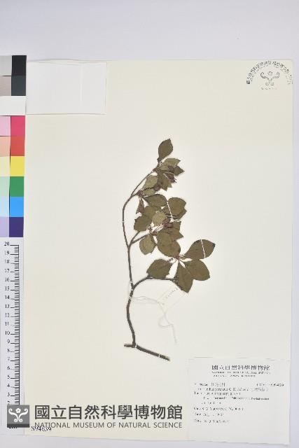 台灣吊鐘花藏品圖，第1張