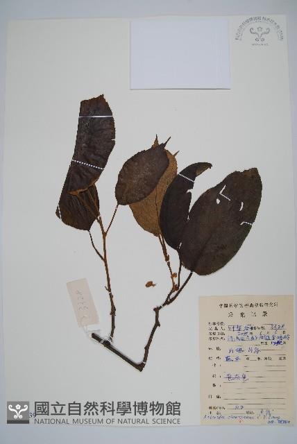 灰毛獼猴桃藏品圖，第1張