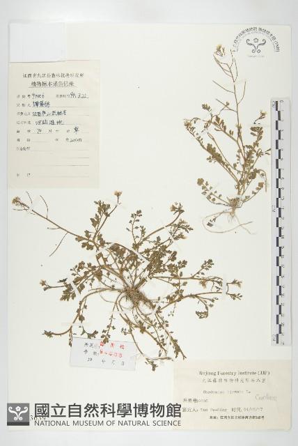 碎米薺藏品圖，第1張