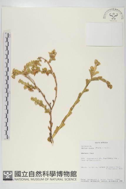 登錄號:S093639藏品圖，第1張