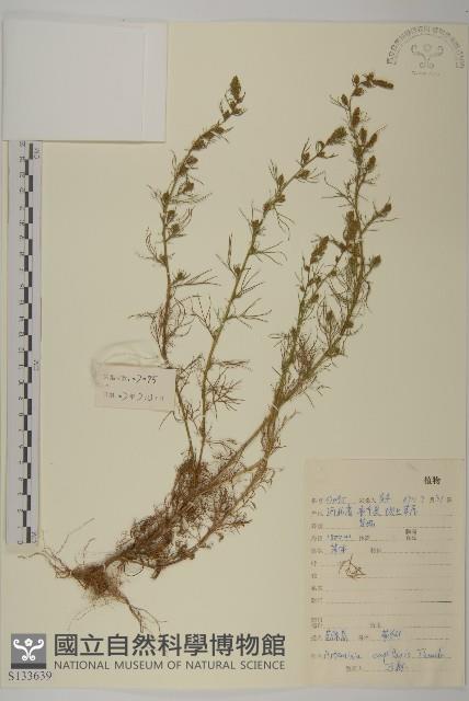 茵蔯蒿藏品圖，第1張