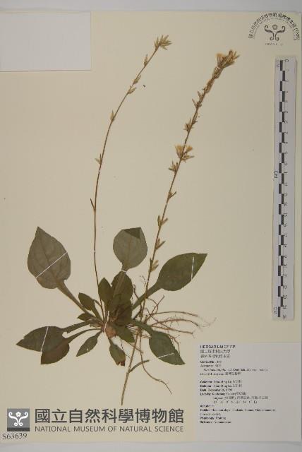 臺灣鬼督郵藏品圖，第1張