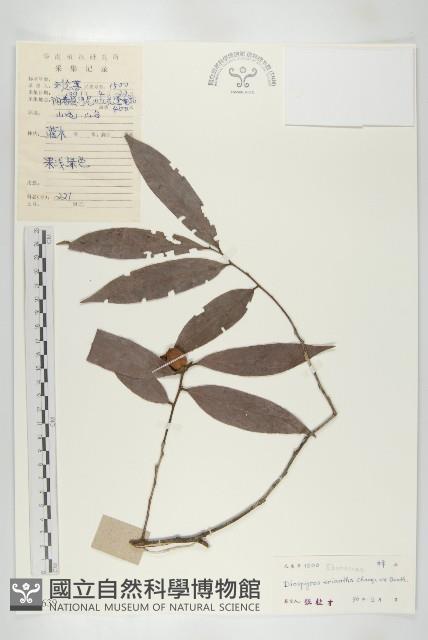 軟毛柿藏品圖，第1張