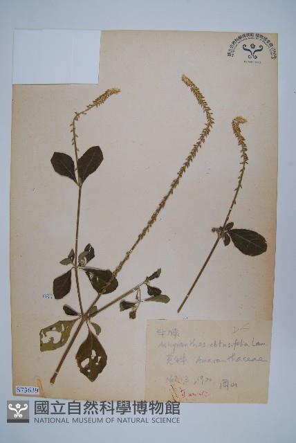 登錄號:S073639藏品圖，第1張