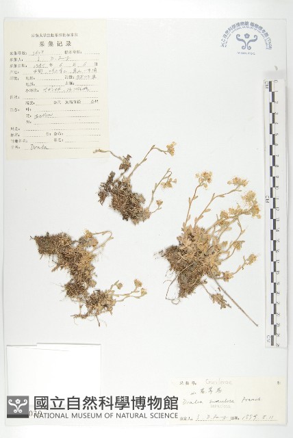 山菜葶藶藏品圖，第1張