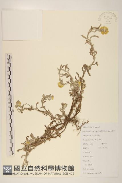 鼠麴草藏品圖，第1張