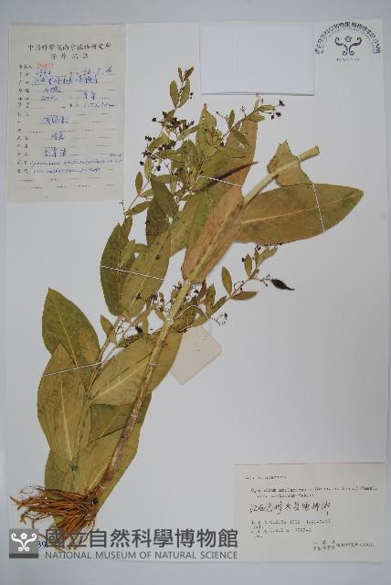 紫花合掌消藏品圖，第1張