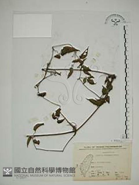 小木通藏品圖，第1張