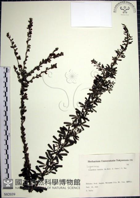 鐵掃帚、千里光藏品圖，第1張