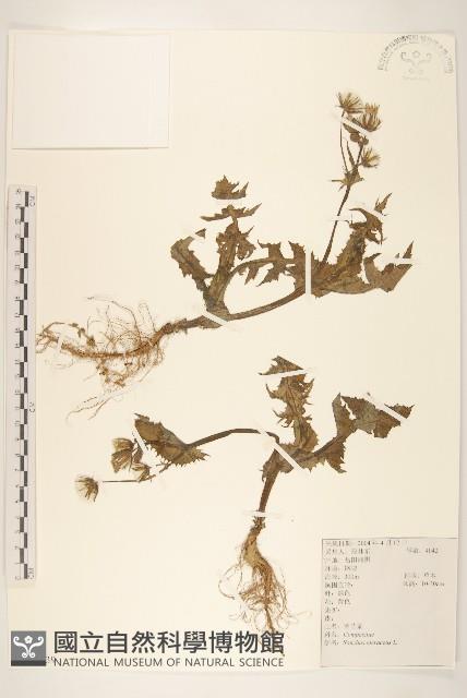 苦滇菜、苦菜藏品圖，第1張