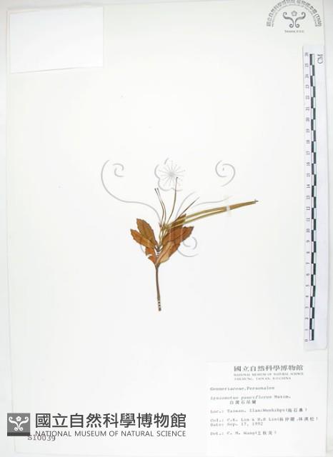 石吊蘭、吊石苣苔藏品圖，第1張