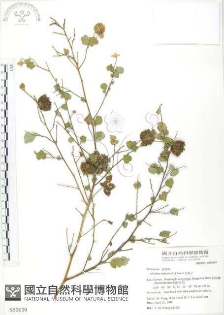 冬葵子藏品圖，第1張