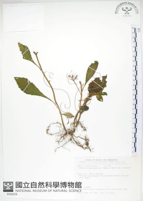 同蕊草、異色線柱苣苔藏品圖，第1張