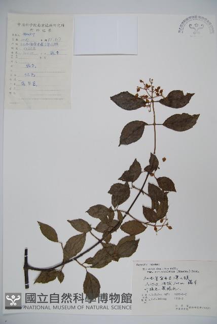 狹葉莢迷藏品圖，第1張