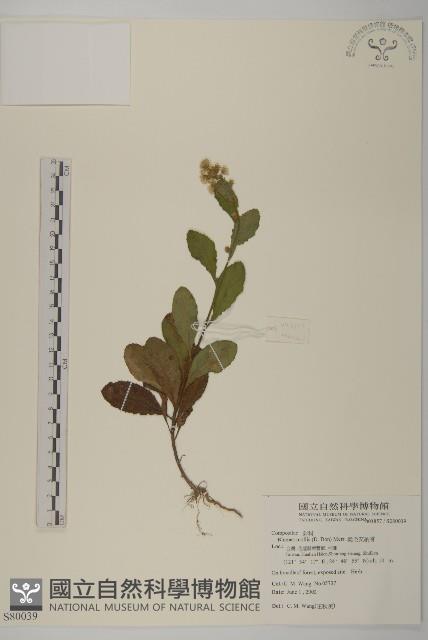 柔毛艾納香藏品圖，第1張