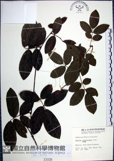 疏花魚藤藏品圖，第1張