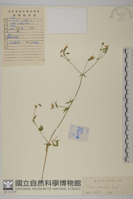 石生蠅子草、山女婁菜藏品圖，第1張