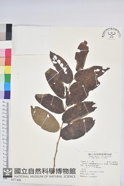 菲律賓饅頭果藏品圖，第1張