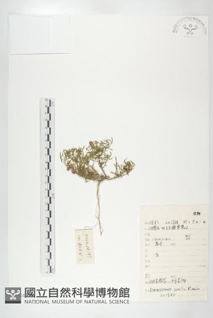 白毛花旗竿藏品圖，第1張