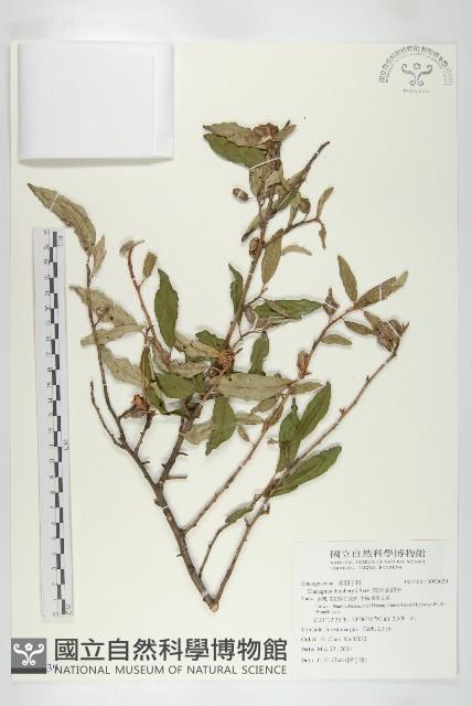 鄧氏胡頹子藏品圖，第1張
