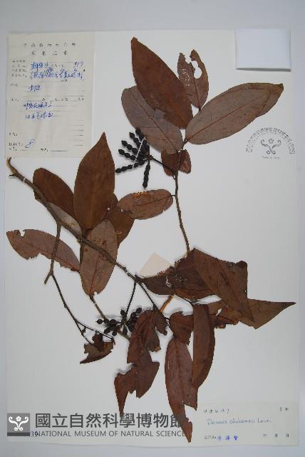 假鷹爪藏品圖，第1張