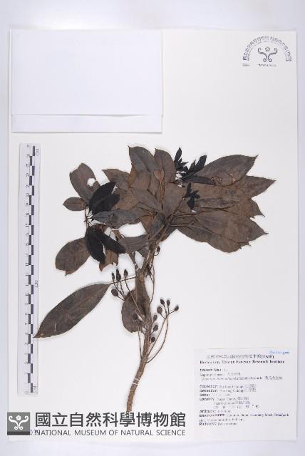 俄氏虎皮楠、蘭嶼虎皮楠、虎皮楠藏品圖，第1張