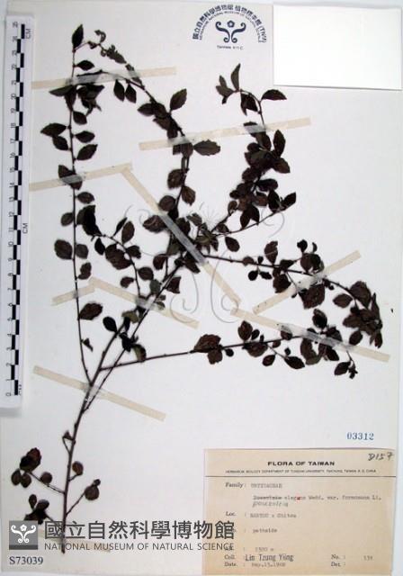 水雞油藏品圖，第1張