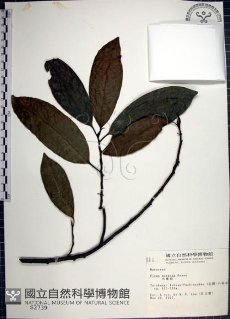 九重吹、九丁樹、脈葉榕、大葉九重吹藏品圖，第1張
