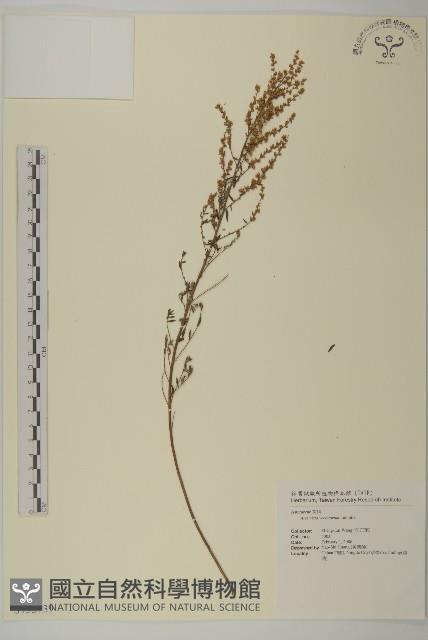 南艾蒿藏品圖，第1張