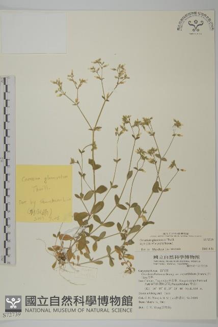 球序卷耳藏品圖，第1張