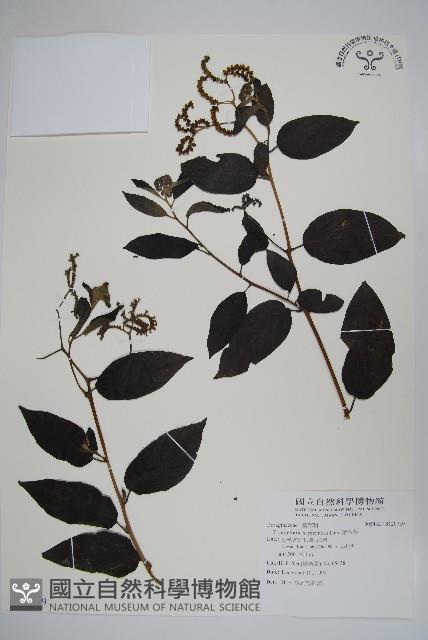 冷飯藤藏品圖，第1張