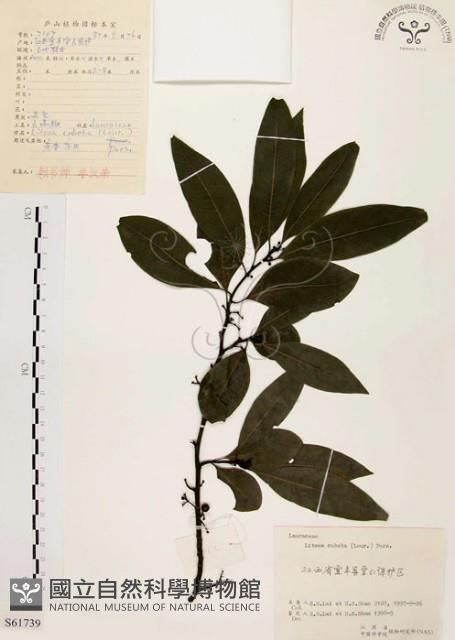 山胡椒藏品圖，第1張