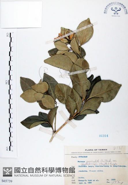 長果月橘藏品圖，第1張