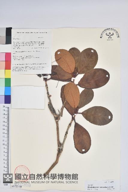 多趣杜鵑藏品圖，第1張