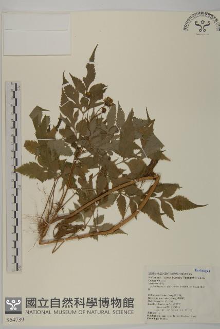 鬼針舅藏品圖，第1張