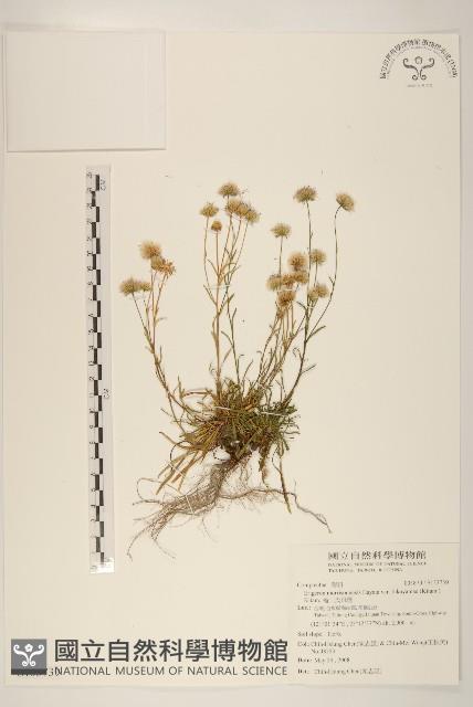 福山氏飛蓬藏品圖，第1張