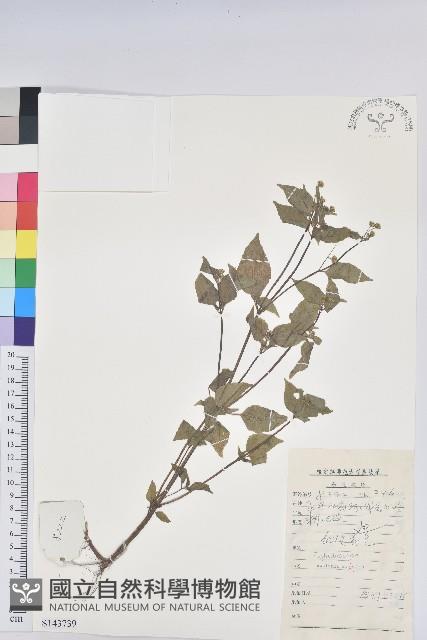 鐵莧菜藏品圖，第1張