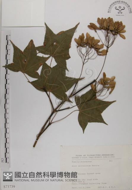 青楓藏品圖，第1張