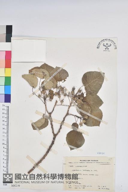 圓葉血桐藏品圖，第1張