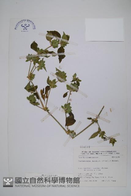 華九頭獅子草藏品圖，第1張